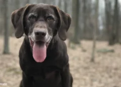 Dog Waits for Forever Home for Three Years, So Foster Family Decides to Officially Adopt Him