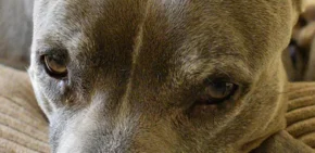 Dog Feelings